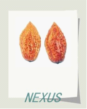 Date pit removing machine 1